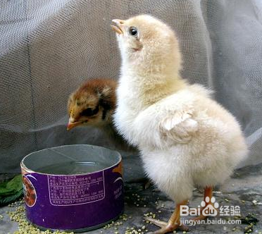 我的简单养宠物小鸡经验
