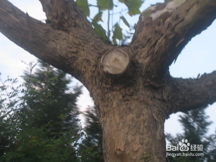 为什么植物剪枝枝干向上长枝叶茂盛