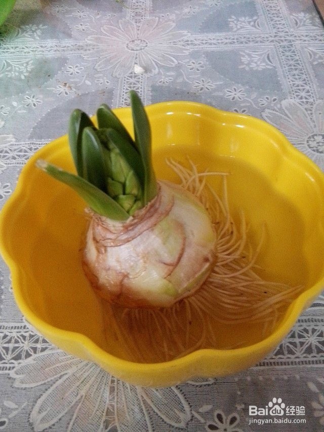 水培风信子——懒人也能让鲜花美美地盛开