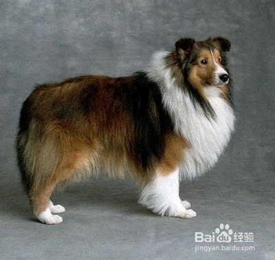 苏格兰牧羊犬与喜乐蒂的区别