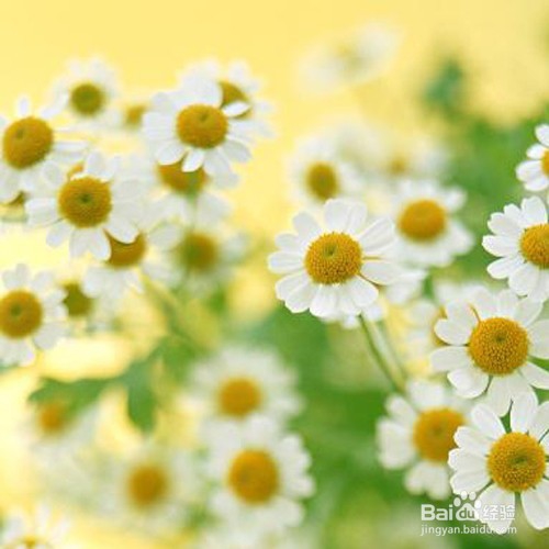 如何让香味持久一整天