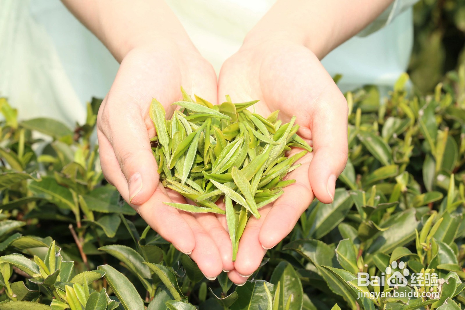 白茶好坏鉴别方法