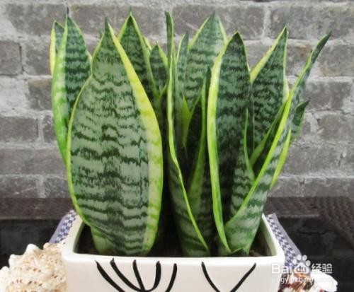 不宜放的家里面的植物