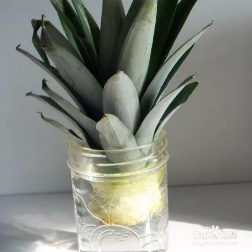 盆栽菠萝冬天怎样防冻