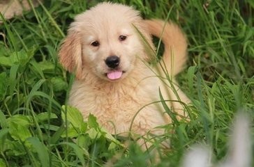 导致狗狗疫苗失败的原因有哪些怎么补救