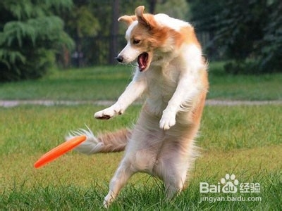 十大妙招搞定吉娃娃饲养