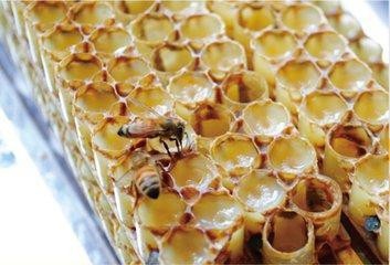 怀孕中有哪些不能吃的东西