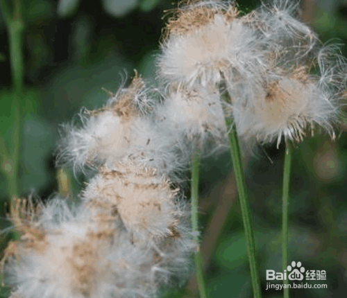 盆栽蒲公英的种植方法