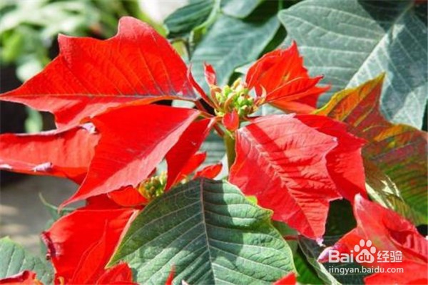 蟹爪兰的养殖方法和注意事项有什么?