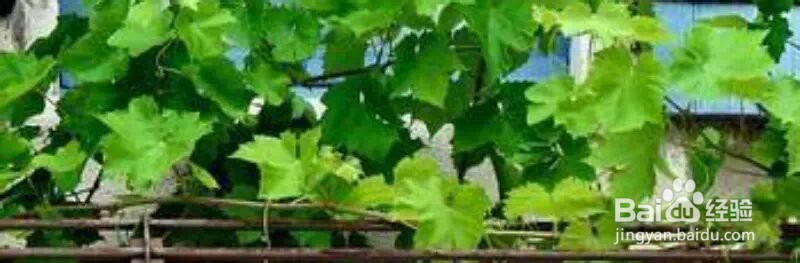 说说自己生活中强迫症的体现