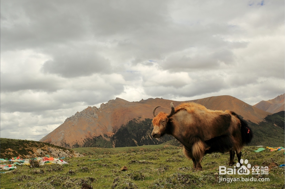 可可西里穿越两大无人区摄影团线路、攻略