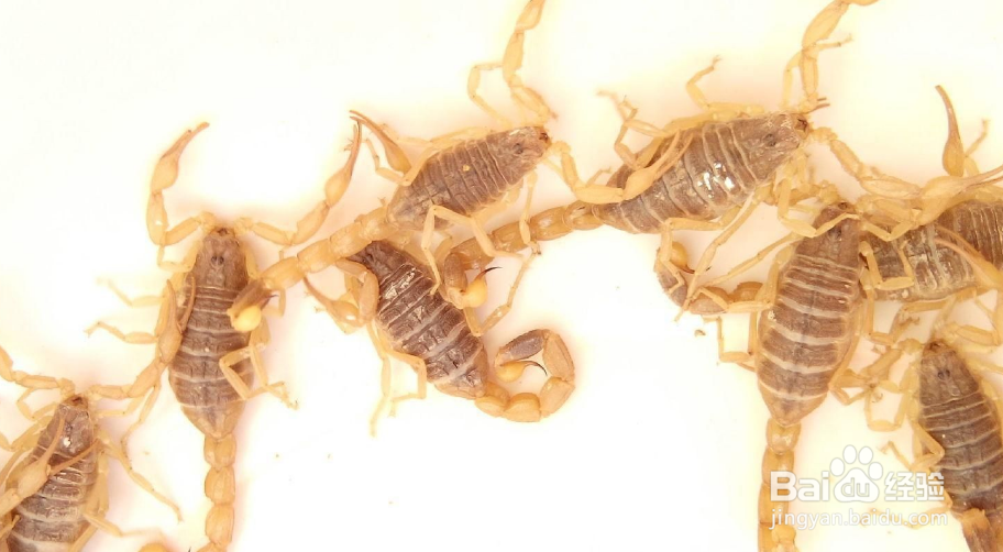 嗅觉失灵是什么原因?