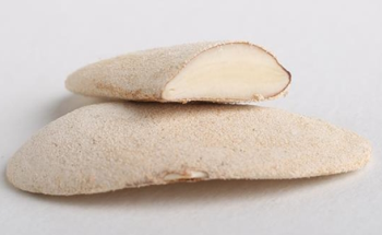 向天果真的有用吗？教你辨别野生向天果