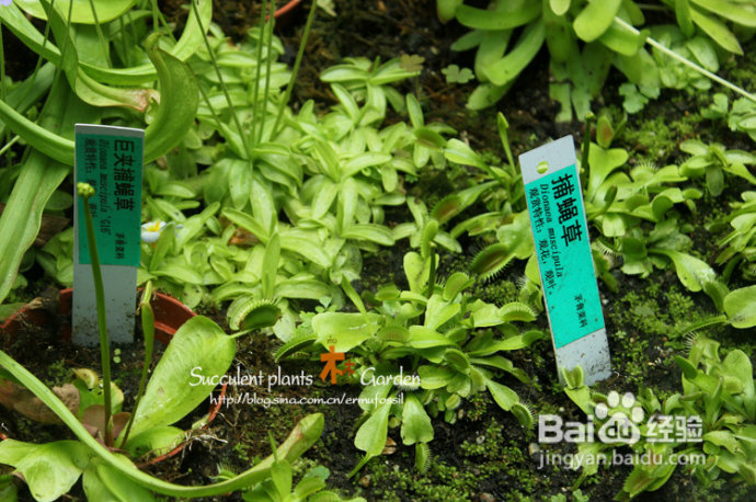 上海植物园（上）