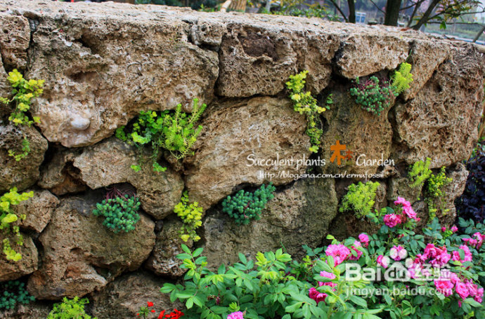 上海植物园（上）