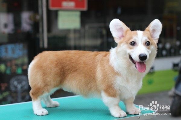柯基犬掉毛怎么办，两分钟解决你的烦恼~