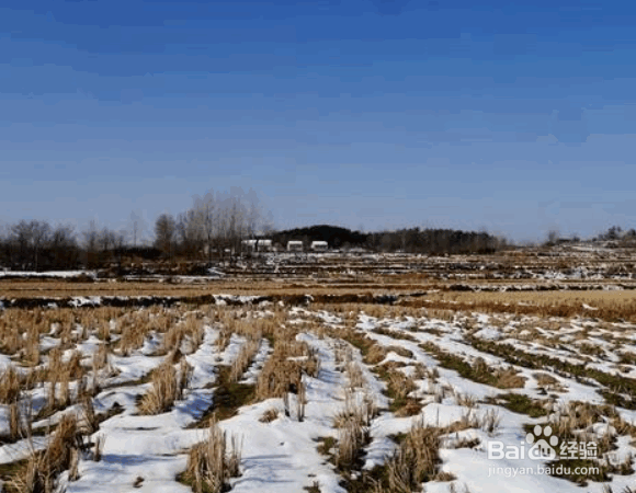 冬季农作物抗寒的方法措施