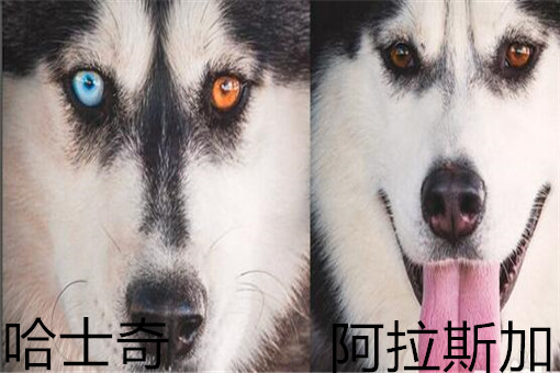 阿拉斯加和哈士奇有什么区别