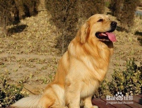 怎样训练金毛坐立