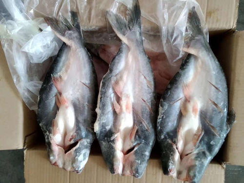 凌波鱼和鲈鱼哪个刺少