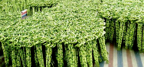 水养富贵竹养殖方法与注意事项