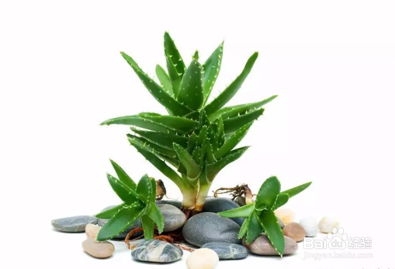 养花不开花是怎么回事