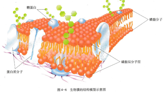 细胞膜上的脂质都有什么，