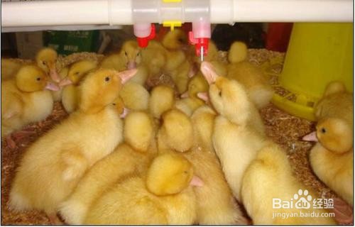 小鸭子的喂养方法