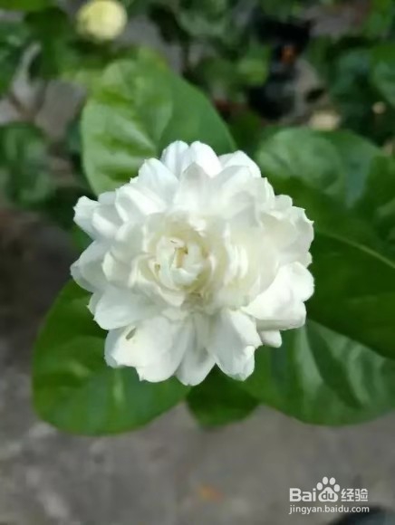 3种花“疾病”不喜欢，养1盆，一家老小身体好