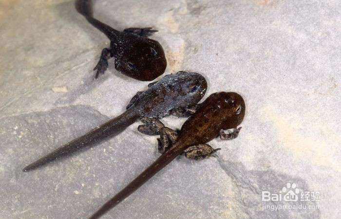 蝌蚪在水里怎么游