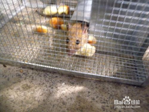 个人家庭如何正确使用捕鼠笼来捕捉老鼠