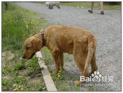 怎么让你的狗狗习惯带项圈和狗绳