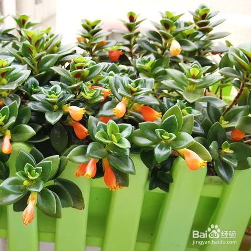 秋天养金鱼吊兰要注意些什么？