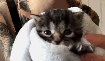 照顾小奶猫的必备物品 安抚小猫仔的5种方法