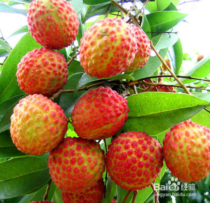 荔枝水分为几种荔枝水的作用及功效