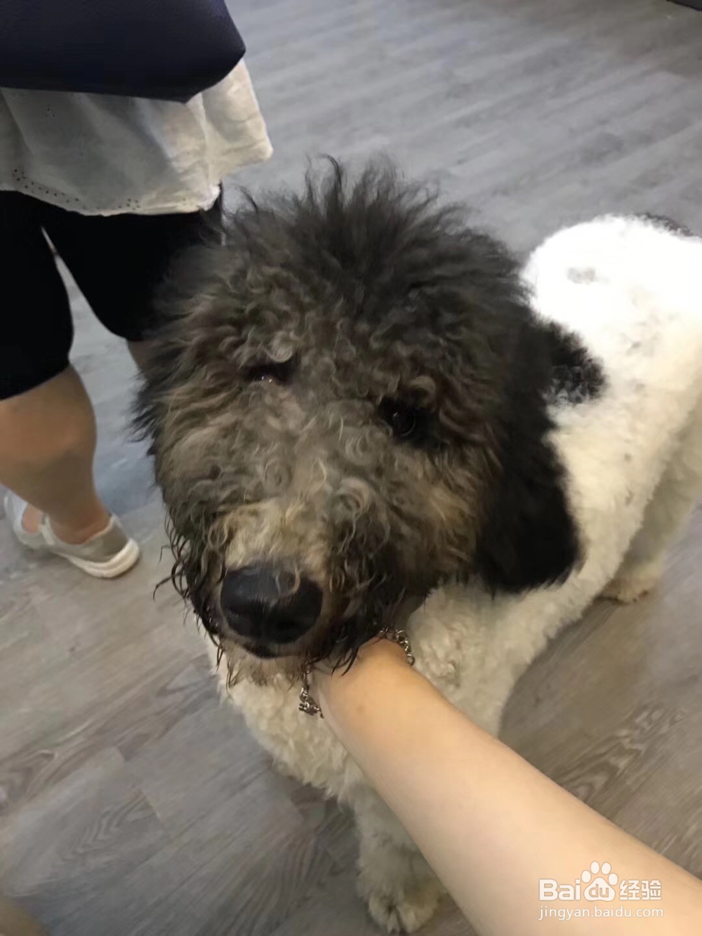 如何在家就可以自己给狗狗洗澡?