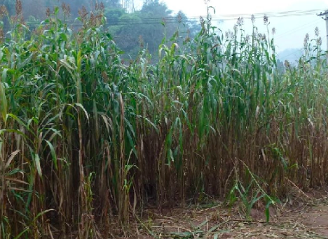 甜杆栽培技术,什么时候种植