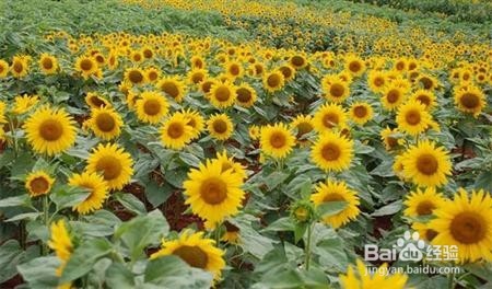 种向日葵要注意什么？