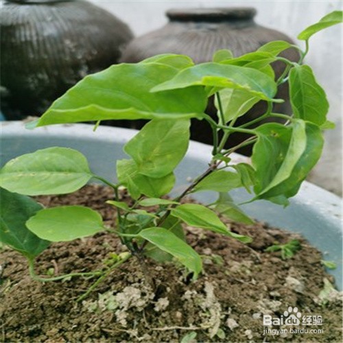 炮仗花如何扦插成活率高