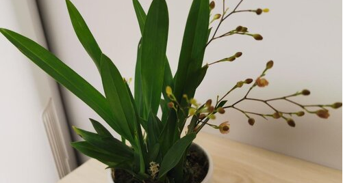 家里有猫可以养梦香兰吗