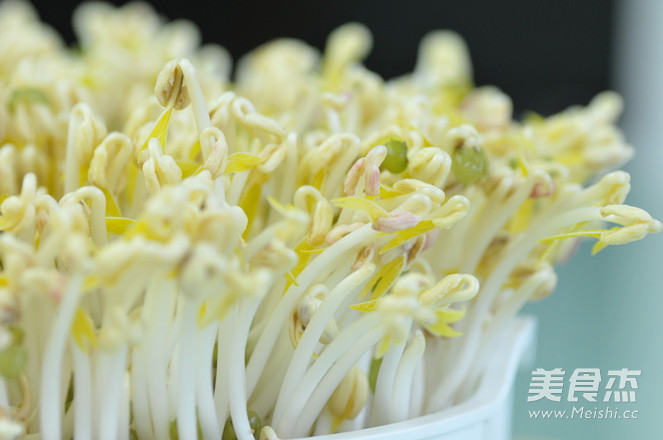 春天种豆芽的做法