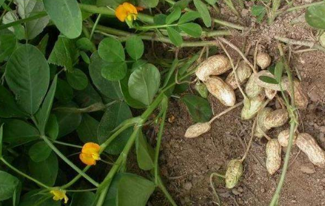 《落花生》：对 