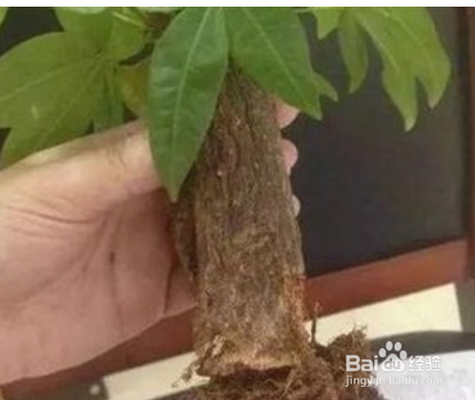 发财树枯萎了怎么救活