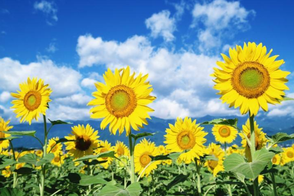 什么时候向日葵面向太阳