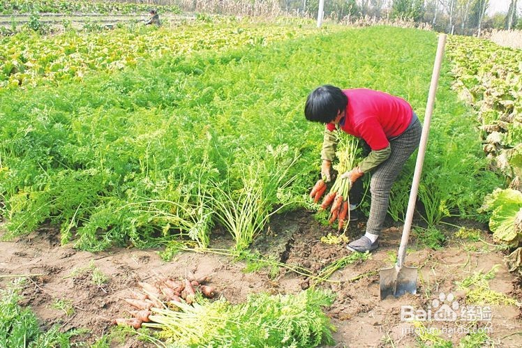 胡萝卜怎么种植长得好