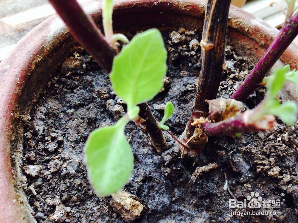 怎样培育小花苗?