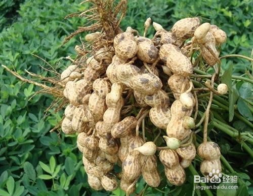 花生的全面详细介绍