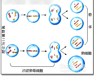 2n=6的卵细胞形成过程图片