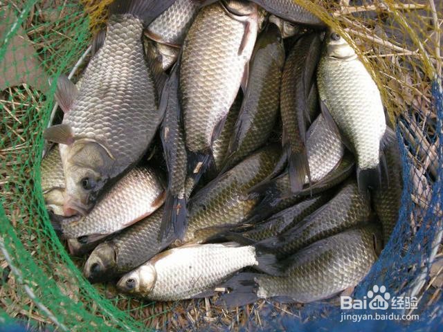 过年做什么鱼寓意好