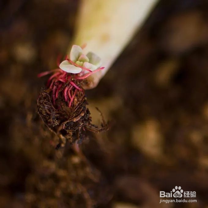 这样叶插多肉叶片轻松变成小森林！